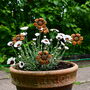 Rusty Metal Daisy, thumbnail 4 of 5