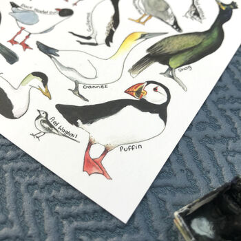 Coastal Birds Of Britain Illustrated Postcard, 6 of 8