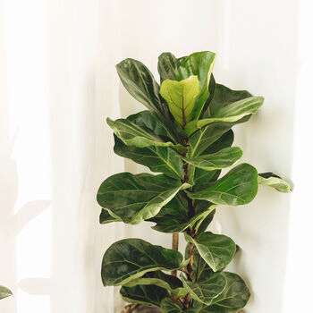 Houseplant Ficus Lyrata Three Stem 5 L Pot, 4 of 5