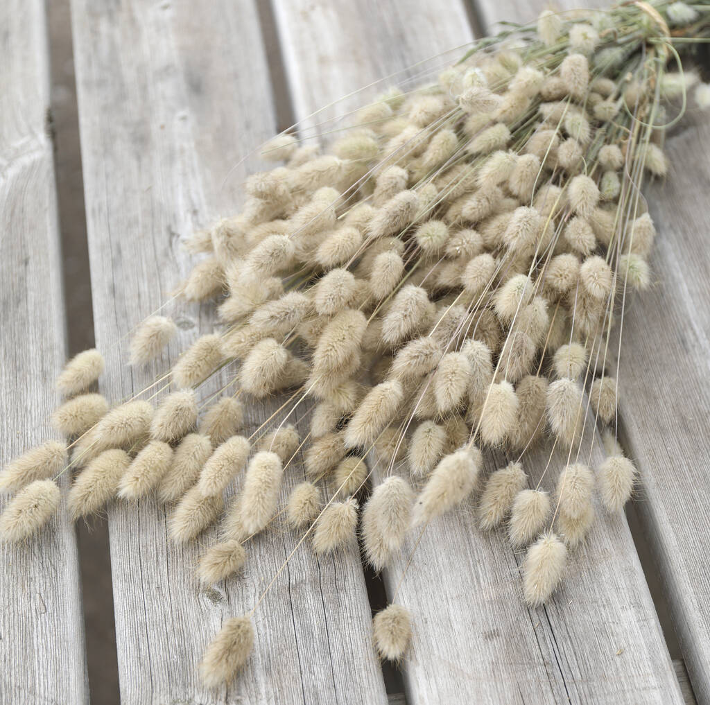 Natural Lagurus Dried Bunny Tails Bunch, 1 of 4