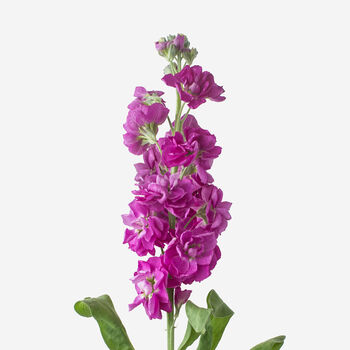 Hot Lips Stock Fresh Bouquet, 3 of 4