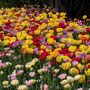 Spring Bulbs Tulips 'Double Mixed' 48 Bulb Pack, thumbnail 3 of 6