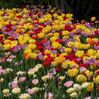 Spring Bulbs Tulips 'Double Mixed' 48 Bulb Pack, 3 of 6