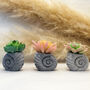 Faux Succulent In Handmade Ammonite Shell Pots, thumbnail 7 of 9