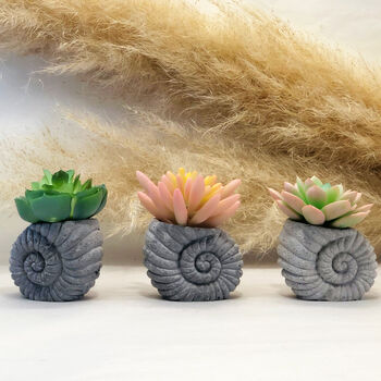 Faux Succulent In Handmade Ammonite Shell Pots, 7 of 9