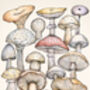 Wild Mushroom Fine Art Giclée Print, thumbnail 2 of 2
