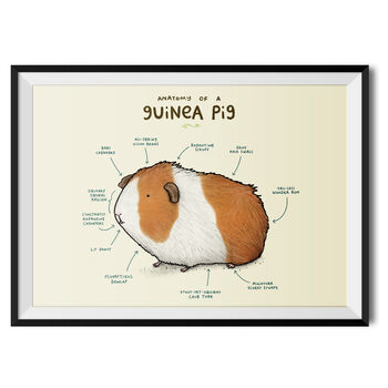 Anatomy Of A Guinea Pig Art Print By Sophie Corrigan, 2 of 4