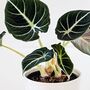 Houseplant Alocasia Reginula 'Black Velvet' 13cm Pot, thumbnail 3 of 7