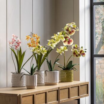 Orchid Cream In Ribbed White Ceramic Pot, 5 of 6