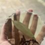 Set Of Four Garam Masala Infused Coasters, thumbnail 9 of 12
