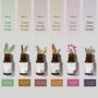 White Sage Essential Oil Gift Set, thumbnail 2 of 7