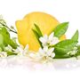 Lemon Citrus Tree In Five Litre Pot, thumbnail 1 of 8