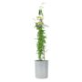 Pink Jasmine Jasminum Beesianum In 3 L Pot, thumbnail 2 of 6