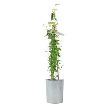 Pink Jasmine Jasminum Beesianum In 3 L Pot, 2 of 6