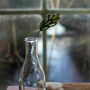 Sweet Vernal Grass Stained Glass Wildflower, thumbnail 2 of 7