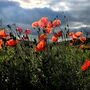 Poppy Red Flower Stud Earrings, thumbnail 4 of 5