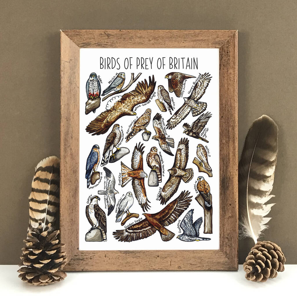 Birds Of Prey Of Britain Wildlife Print, 1 of 7