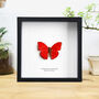 Blood Red Glider Handcrafted Frame, thumbnail 1 of 3