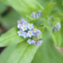 Forget Me Not Wildflower Seed Boxes, thumbnail 4 of 8