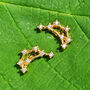 Capricorn Star Sign Constellation Astrology Earrings, thumbnail 1 of 4