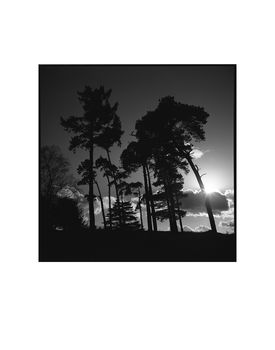 Treeline, Sutton Hoo Photographic Art Print, 3 of 4