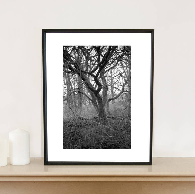 woodland trees, black and white, art print by paul cooklin ...