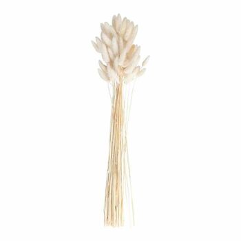 White Bunny Tail Dried Flowers 20 Stems 65cm, 8 of 8
