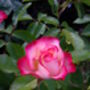 Rose Stuart Personalised Gift Rose, thumbnail 1 of 2