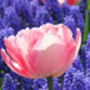 Tulip Foxtrot – 15 Soft Pink Double Tulip Bulbs, thumbnail 2 of 2
