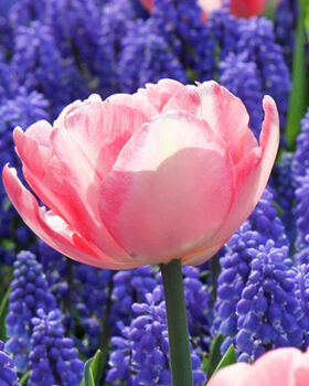 Tulip Foxtrot – 15 Soft Pink Double Tulip Bulbs, 2 of 2