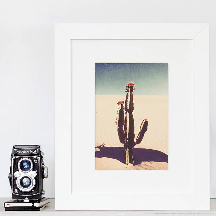 Desert Cactus Bloom Fine Art Print, 1 of 4