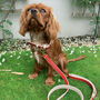 Handmade Italian Leather Dog Puppy Lead In Red, thumbnail 3 of 6