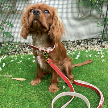 Handmade Italian Leather Dog Puppy Lead In Red, 3 of 6