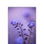 Blue Myosotis I Photographic Art Print, thumbnail 3 of 4