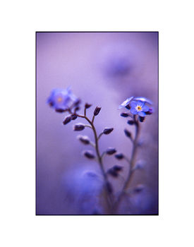 Blue Myosotis I Photographic Art Print, 3 of 4
