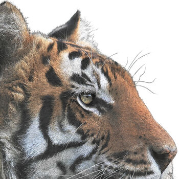 Bengal Tiger Giclée Art Print, 3 of 4