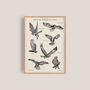 British Birds Of Prey Artwork Print, thumbnail 1 of 8