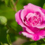 Floribunda Rose 'Queen Elizabeth' Bare Rooted Plant, thumbnail 6 of 6