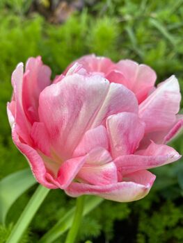 Tulip ‘Double Sensation Mix’ – 20 Premium Bulbs, 2 of 2
