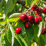 Cherry Tree, 'Summit', thumbnail 8 of 12