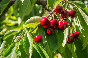 Cherry Tree, 'Summit', 8 of 12
