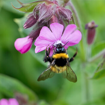 Wildflower Seeds For Bees Stocking Filler, 7 of 10