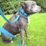 Premium Waterproof Biothane Dog Buckle Collar, thumbnail 6 of 12