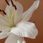 Lily Of The Valley Sterling Silver Dangle Earrings, thumbnail 6 of 11
