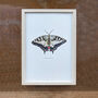 Swallowtail Illustrated Butterfly Print, thumbnail 1 of 6