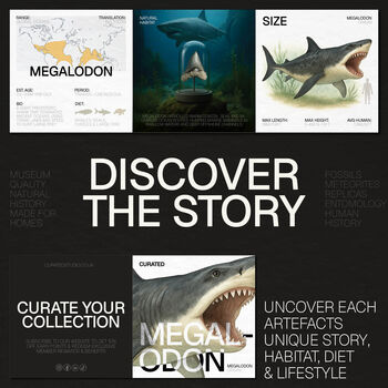 Megalodon Shark Tooth And Watercolour Illustration Box Frame Real Authentic Jurassic Dinosaur Fossil Interior Design Home Decor Display Gift Ornament, 2 of 5