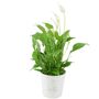 Peace Lily In 12cm Festive Christmas Tree Pot, thumbnail 2 of 2