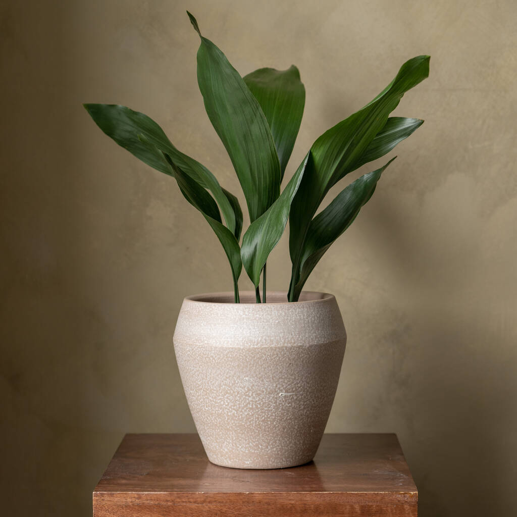 Cast Iron Plant Aspidistra By earth & vine