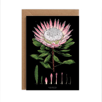 Botanical King Protea Black Card, 2 of 2