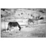 Donkeys, The Merinid, Fes Photographic Art Print, thumbnail 3 of 4